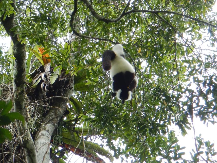 V. variegata Feeding Fruit ©Nantenaina Rindra Harilanto