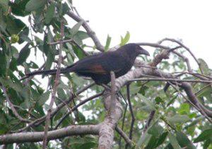 Javan Coucal.