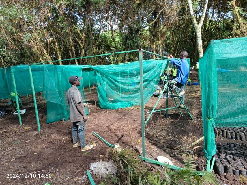 Setting up nurseries and maintaining seedlings until they are transplanted to selected sites, particularly clearings caused by treefall due to the invasion of Sericostachys scandens. ©PolePole Foundation.