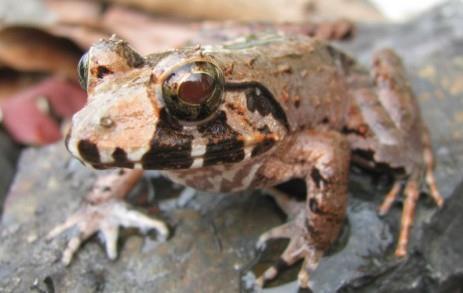 Limnonectes malesianus.