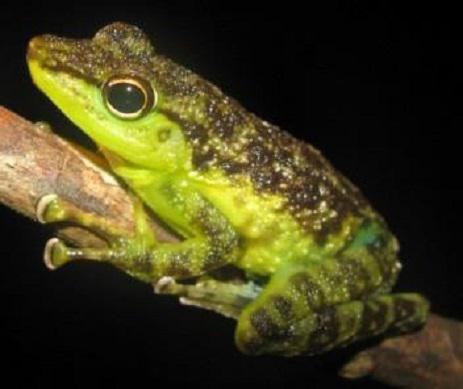 Staurois guttatus.