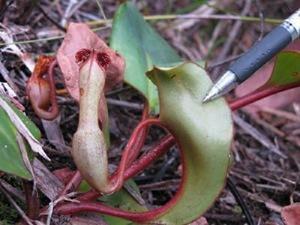 Nepenthes clipeata.