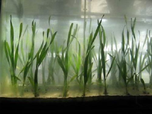Seedlings of Enhalus acoroides are planting in the Aquarium.