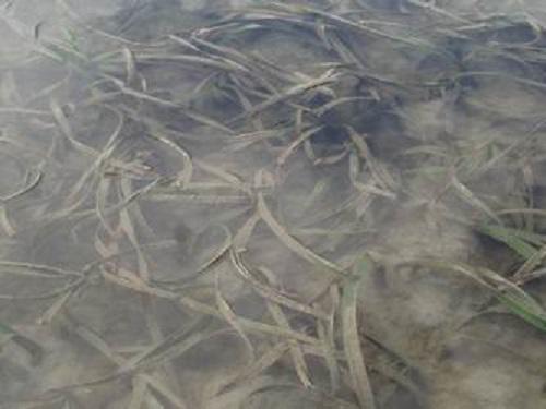 The species of seagrasses Enhalus acoroides.