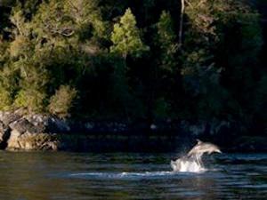Bottle nose dolphins in the fjords.