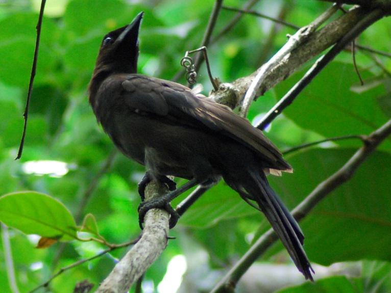 C. cyanomelas. © Andrea Loayza.