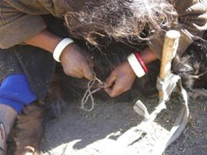 Local vasectomy practice in goat.