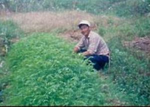 Inspecting seedlings in an open plant nursery seedbed.
