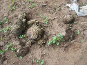 Elephant dung, indirect evidence.