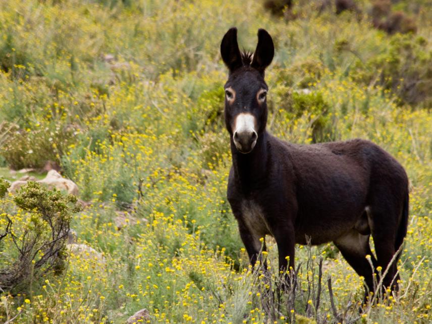 Feral donkey at Volcan Isluga National Park. ©Nicolas Fuentes-Allende, Fundacion Sudamerica Diversa.