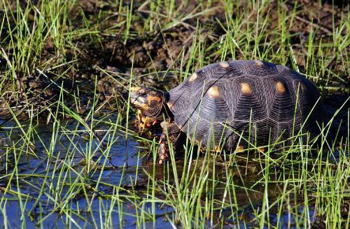 Threatened species, in particular those like the Red-footed Tortoise (Chelonoidis carbonaria). © Cassiano Zaparoli