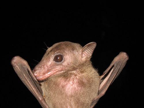 Rousettus madagascariensis. © Andrianaivoarivelo Radosoa.