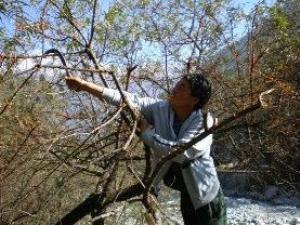 A local harvesting seabuckthorn fruit.