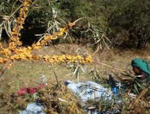 Seabuckthorn berry collection for weighting and weighting seabuckthorn wood.