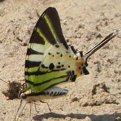 Five bar swordtail.
