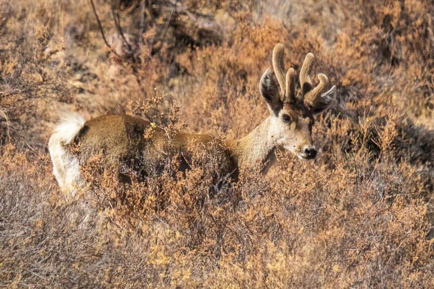 Taruka deer in Chapiquiña Village ©Facundo