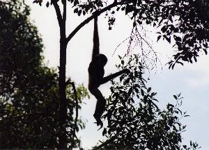 Agile gibbon feeding.