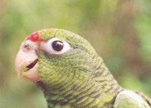 Alder Amazon. ©Luis Rivera.