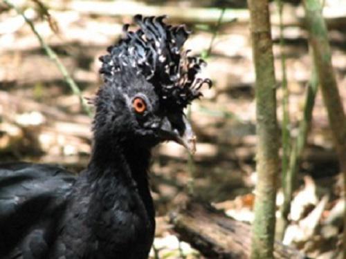 Red-billed curassow.