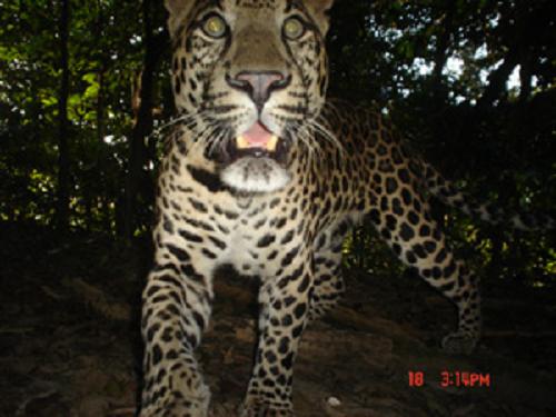 Leopard.