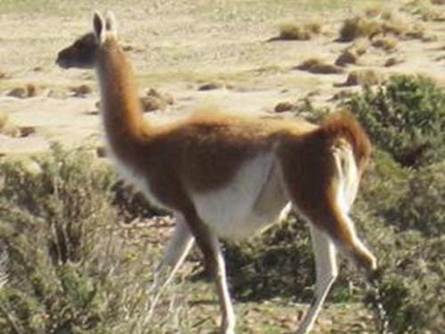 Pregnant female at C2BPR. © Alejo Irigoyen.