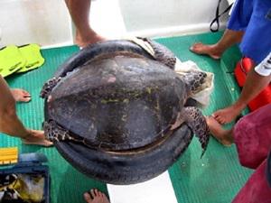 Our first captured hawksbill at Punta Coyote.