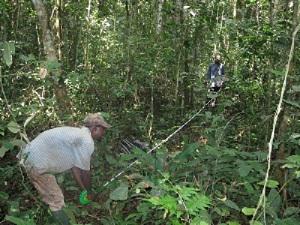 Tree measuring and identification by local people
