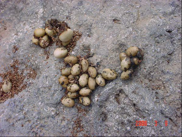 Antiaris seeds defecated by a Langur.