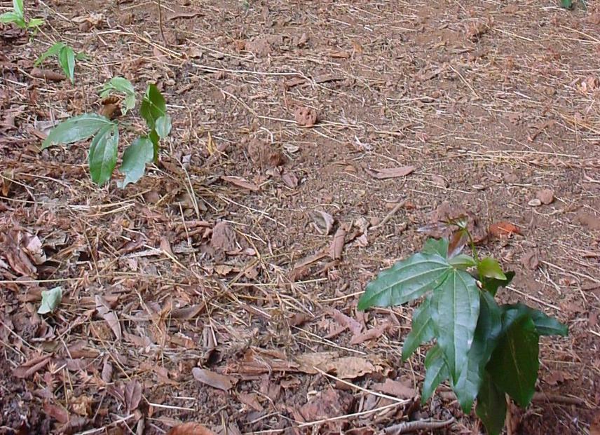 Strychnos seedlings outside a bat cave.
