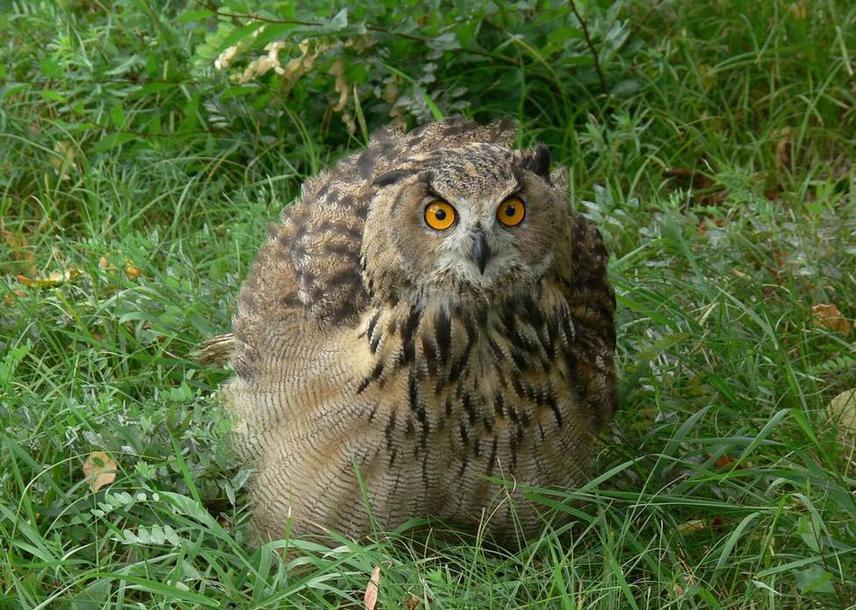Eurasian Eagle Owl. © Valery Shokhrin.