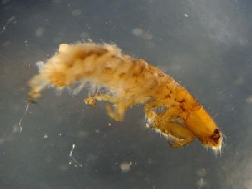 Plectromacronema sp. collected from the Golden Stream. © Mike Dobson.