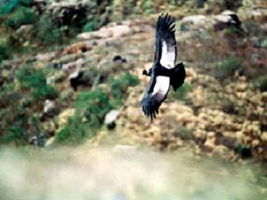 Condor.