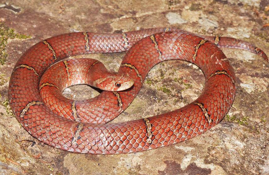 Holotype CBC 01464 of O. kampucheaensis sp. nov. in life. ©Thy Neang.