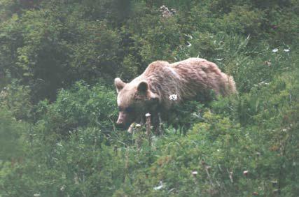 A Syrian brown bear in Khosrov Reserve. ©A. Malkhasyan.