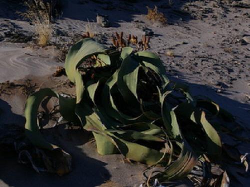 A W. mirabilis in a rocky habitat near Old Hope Mine.