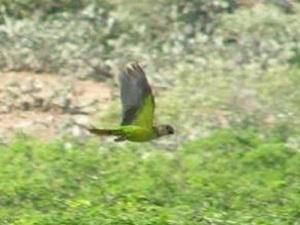 Aratinga pertinax. Brown-throated parakeet.