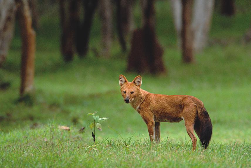 Dhole. ©Kalyan Varma