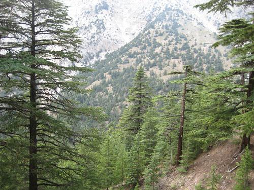 Chitral Gol National Park Deodar (Cedrus Deodora) forest.