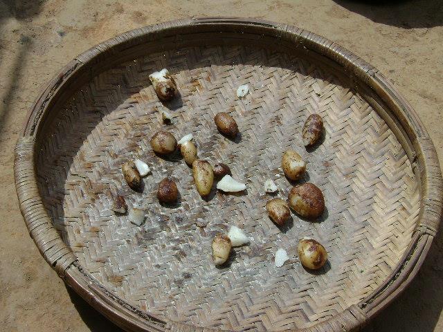 Orchid tubers in a winnower.