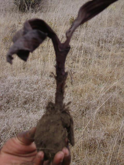 Wild Edible Orchid.