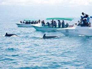 Practice during whale watching.