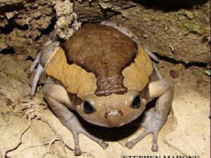 Kaloula pulchra. Asian Painted Bullfrog from the Jampui Hills, north-east Tripura.