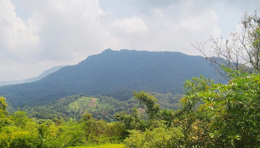 Cashew plantations in isolated patches of private woodlands. ©Shalmali Sawant.