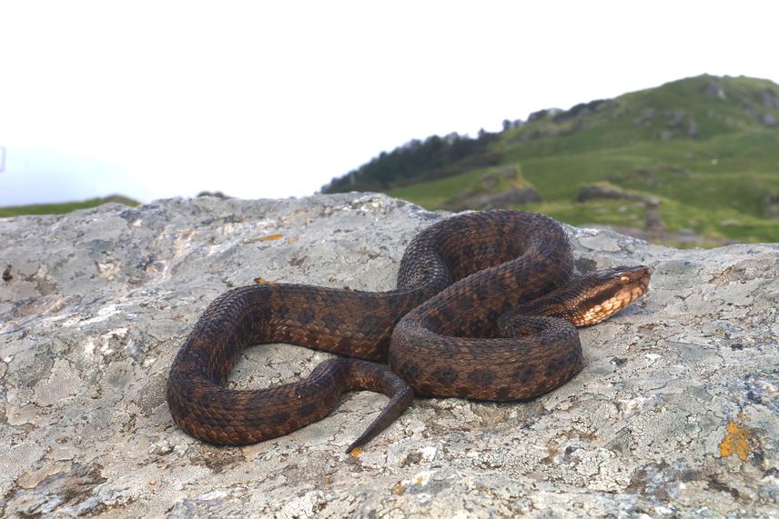 Gloydius himalayanus photographed in its natural habitat at Khaliya Top, Uttarakhand, India. © Virender K. Bhardwaj