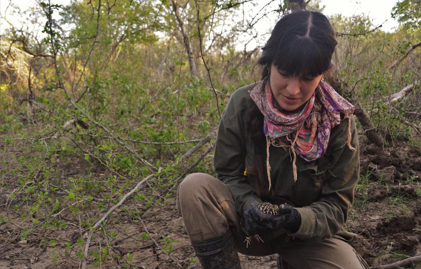 Isis Ibañez taking measurements of a male Santa Fe frog.  ©Gabriela Agostini.