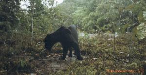 Black jaguar in Caatinga habitat, Amazonas, Colombia.