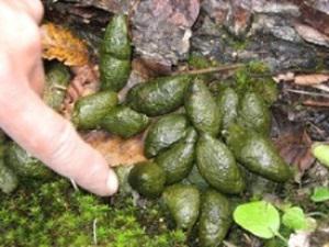 Fresh scat of Red panda found on field.
