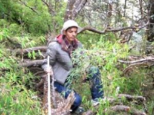 Researcher observing the ringal bamboo eaten by red panda.