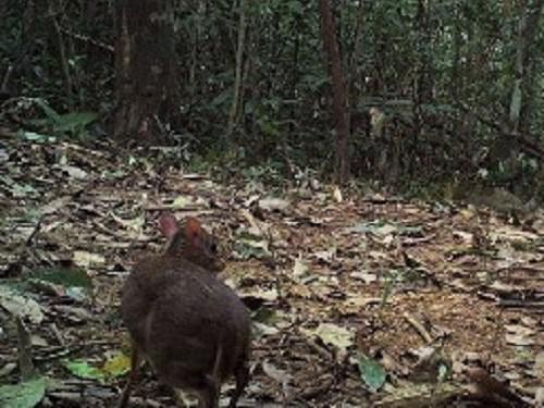 Camera trap picuture of Tragulus javanicus.