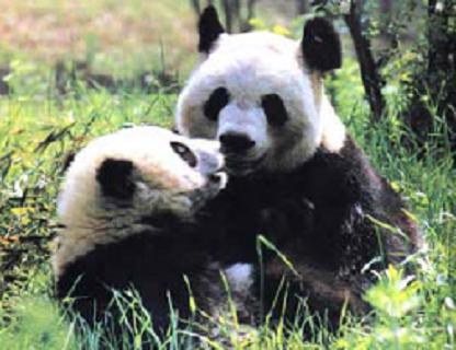 Giant panda (Ailuropoda melanoleuca).